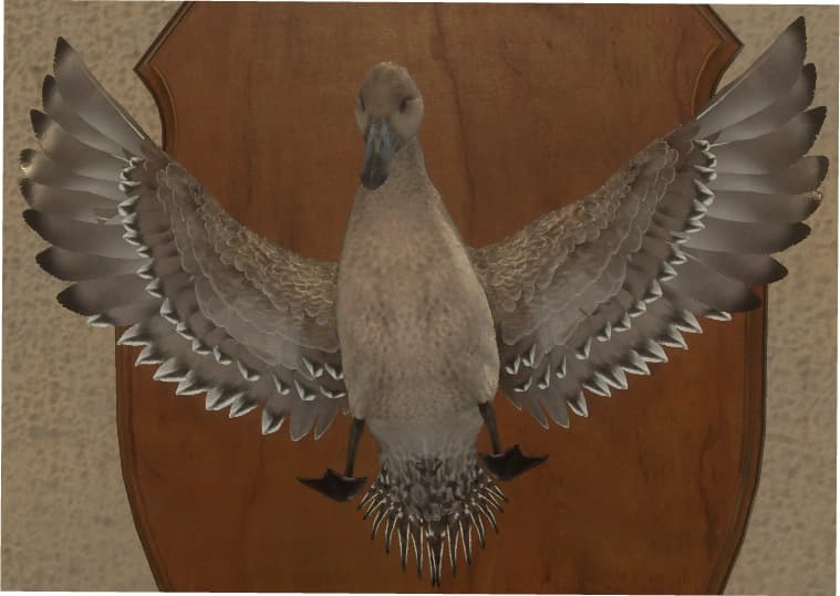 明亮 - 正面（雌）