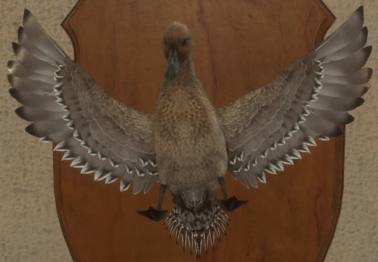 褐色 - 正面（雌）