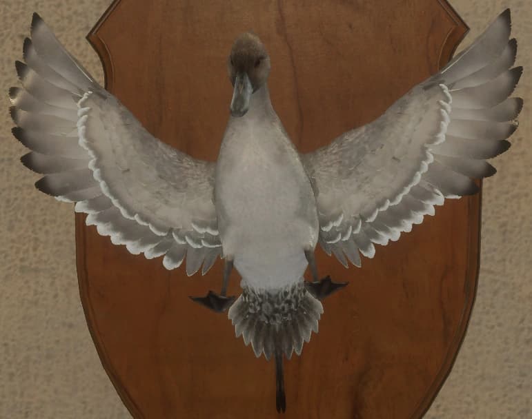 晦暗 - 正面（雄）