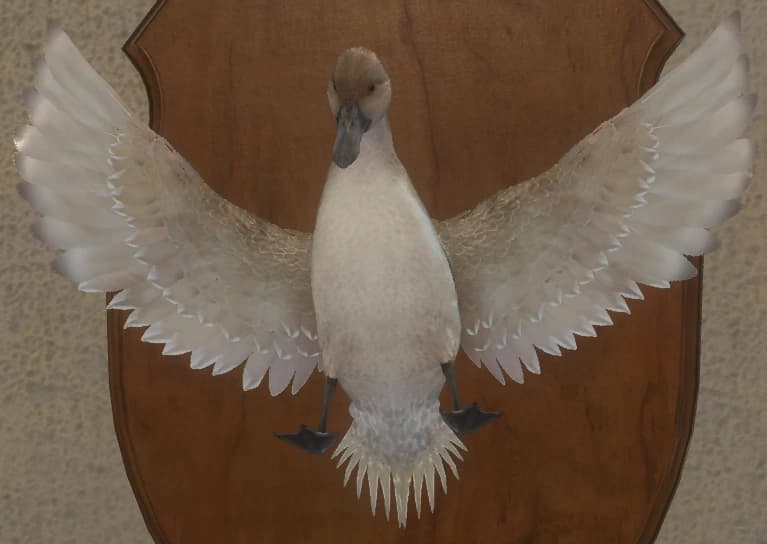 红化 - 正面（雌）