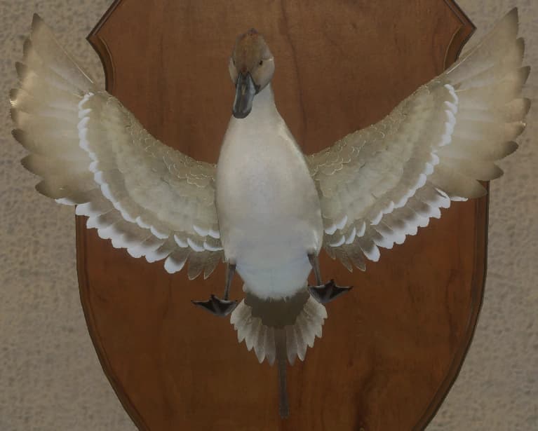 红化 - 正面（雄）