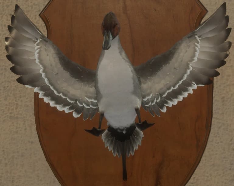 灰色 - 正面（雄）