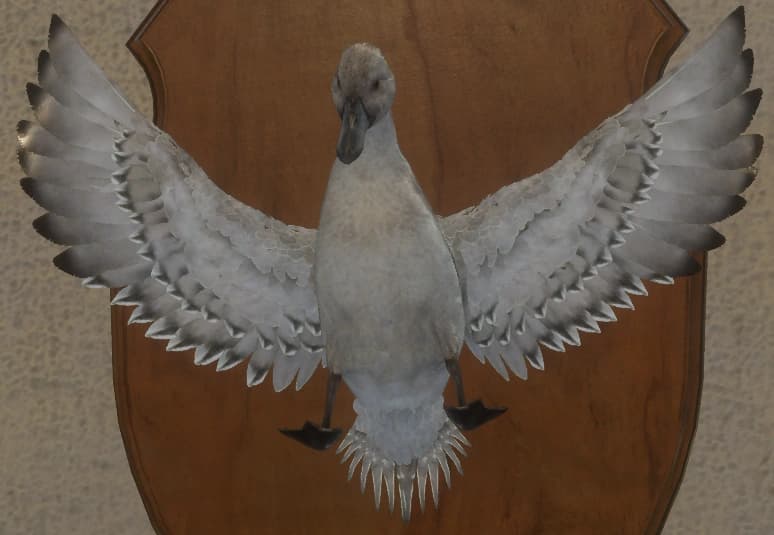 白色亚种 - 正面（雌）