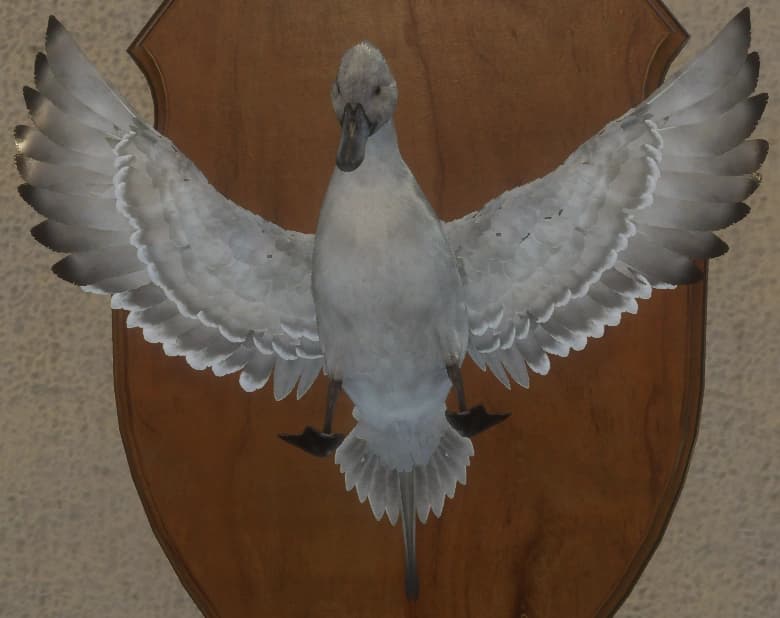 白色亚种 - 正面（雄）