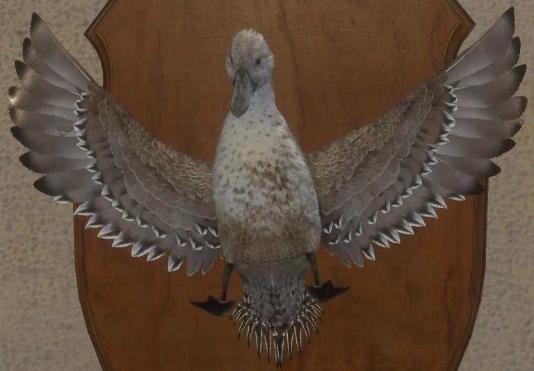 带花斑 - 正面（雌）