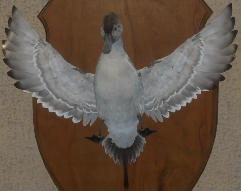 带花斑 - 正面（雄）