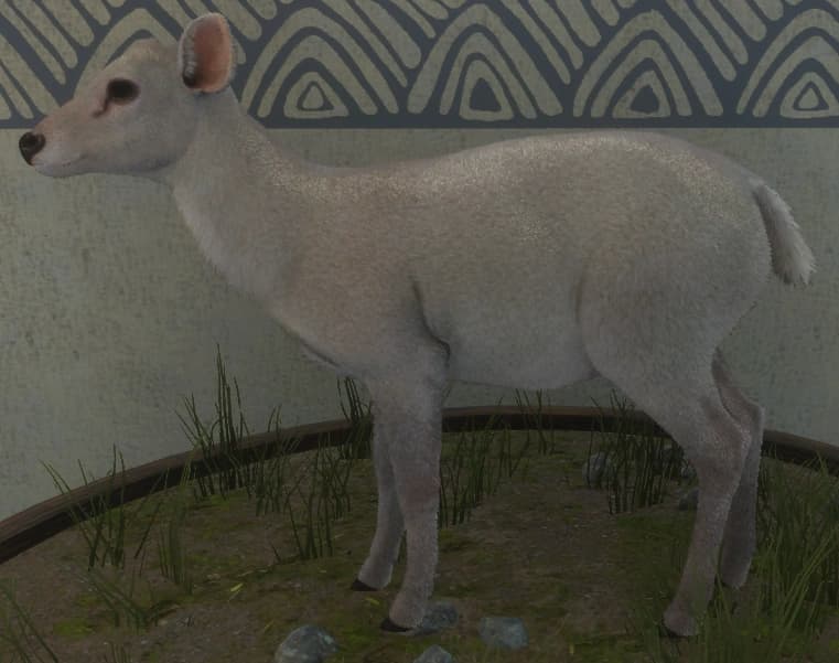 白变变异 1 - 雌性