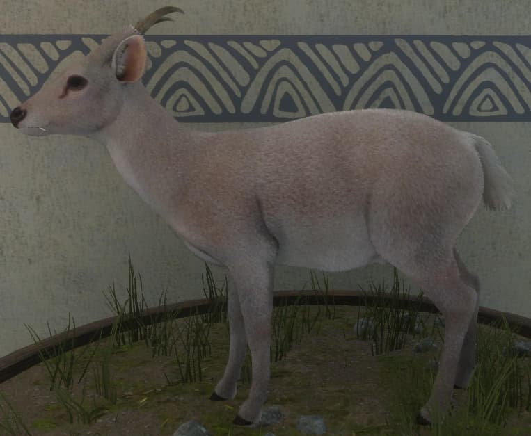 白变变异 1 - 雄性