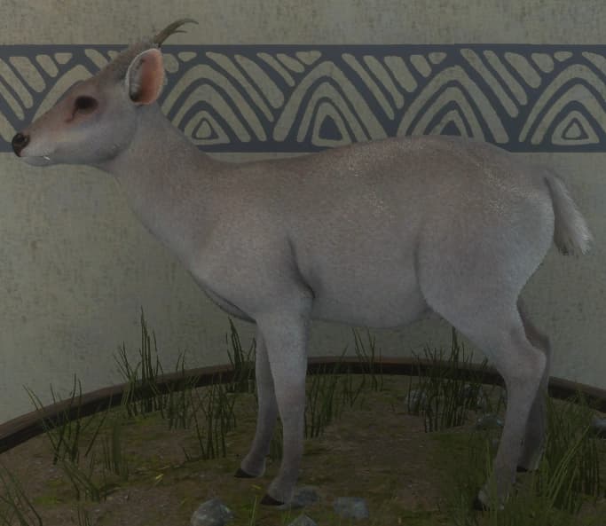 白变变异 2 - 雄性