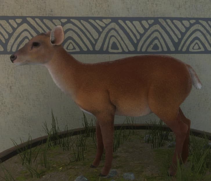 红色变体 1 - 雌性