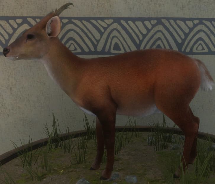 红色变体 1 - 雄性