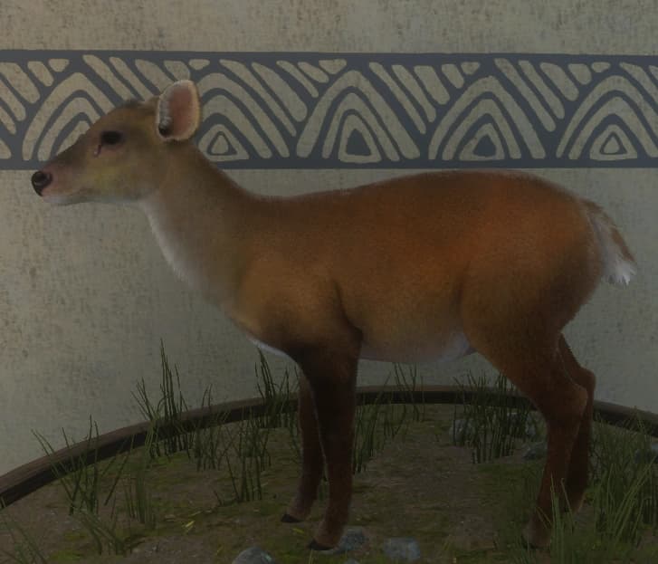 红色变体2 - 雌性