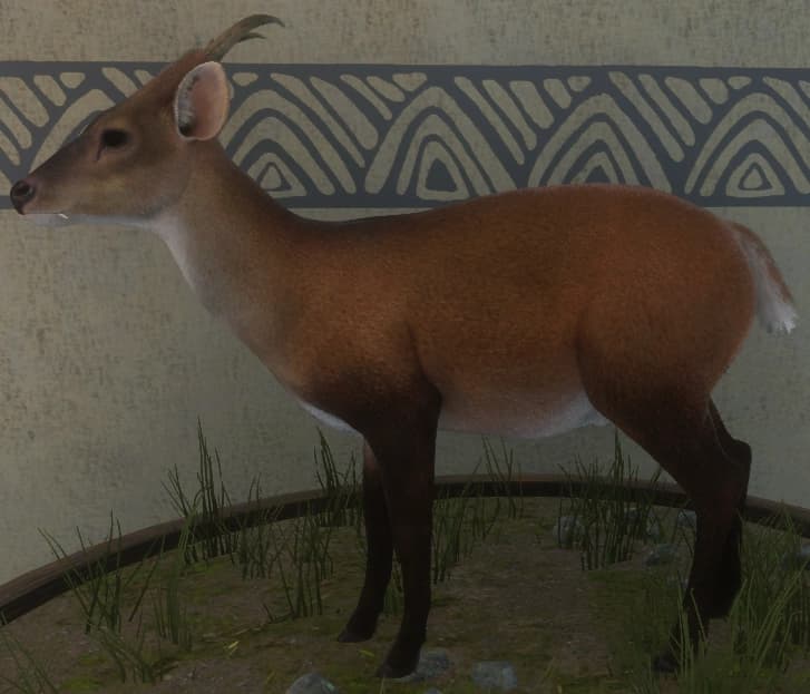 红色变体2 - 雄性