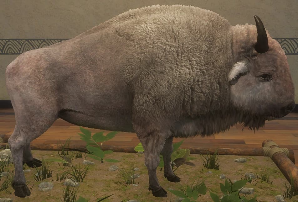 白色亚种 - 雌性