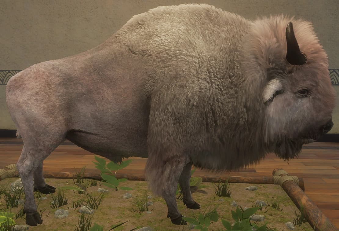 白色亚种 - 雄性