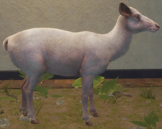 白化 - 右侧（雌）