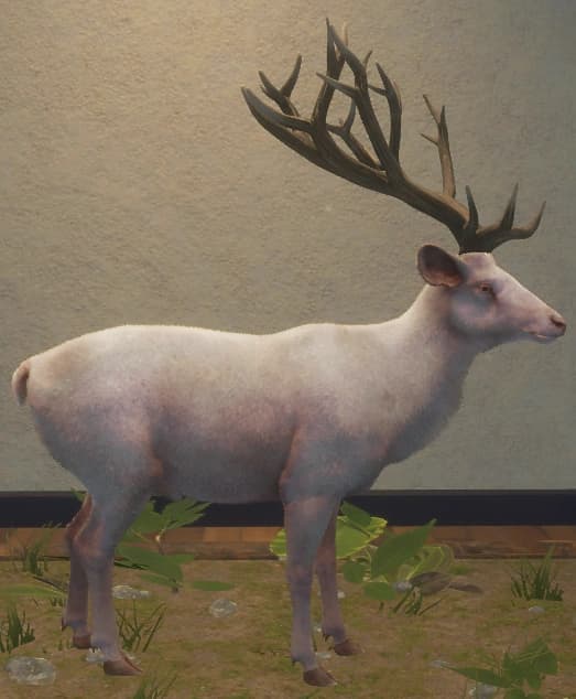 白化 - 右侧（雄）