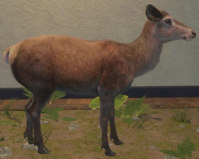 褐色 - 右侧（雌）