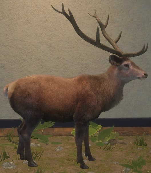 褐色 - 右侧（雄）