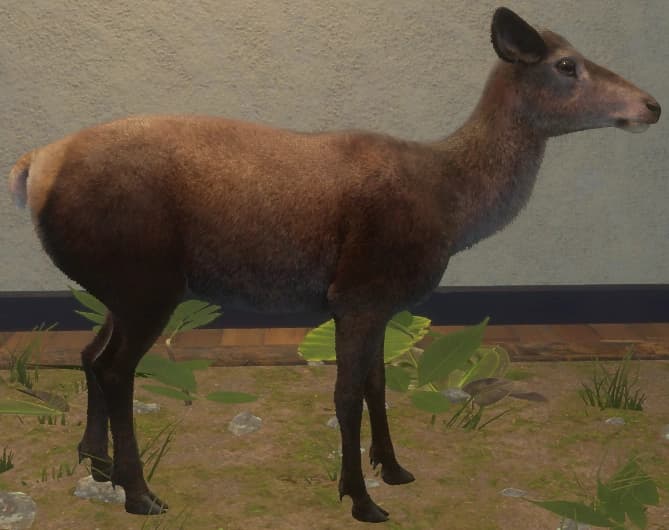 深褐色 - 右侧（雌）