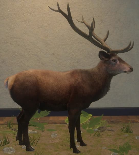 深褐色 - 右侧（雄）