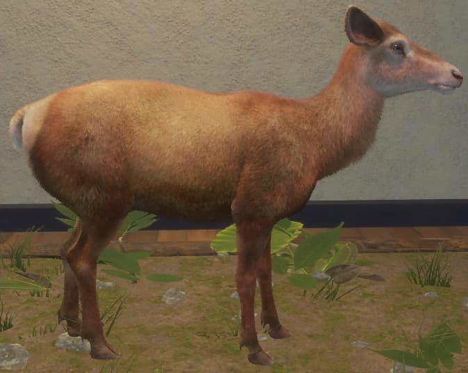 红化 - 右侧（雌）