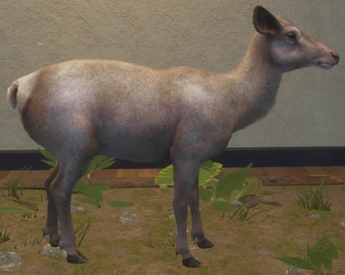 白色亚种 - 右侧（雌）