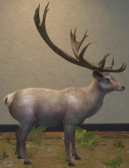 白色亚种 - 右侧（雄）