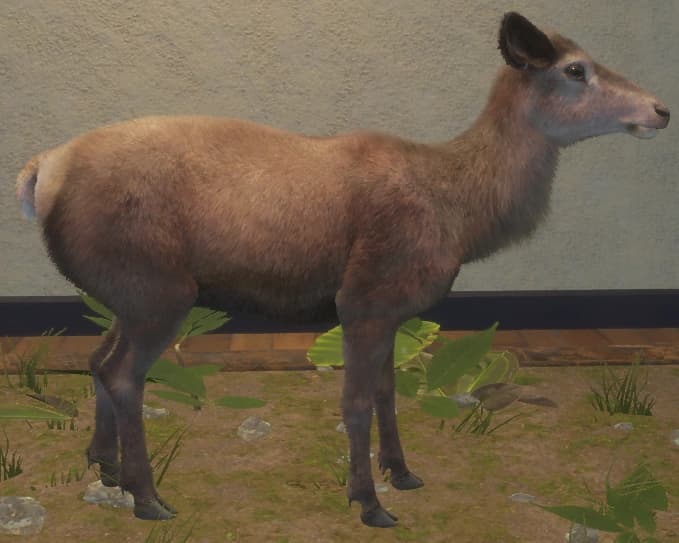 浅褐色 - 右侧（雌）