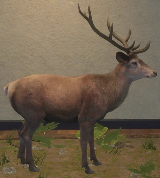 浅褐色 - 右侧（雄）