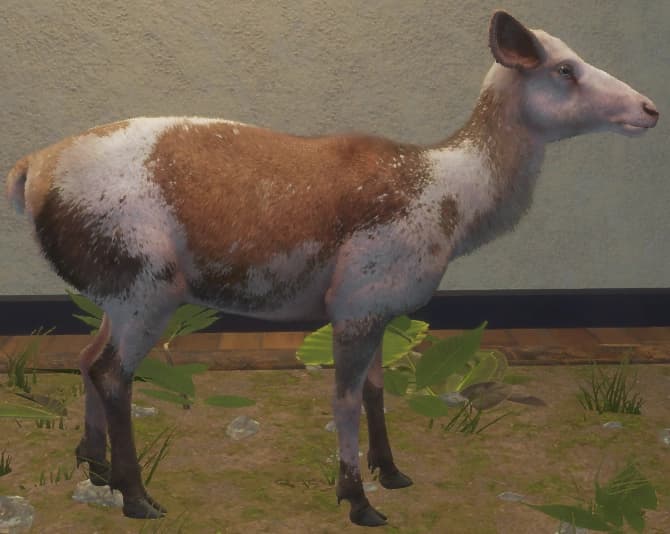 花斑变体 1 - 右侧（雌）