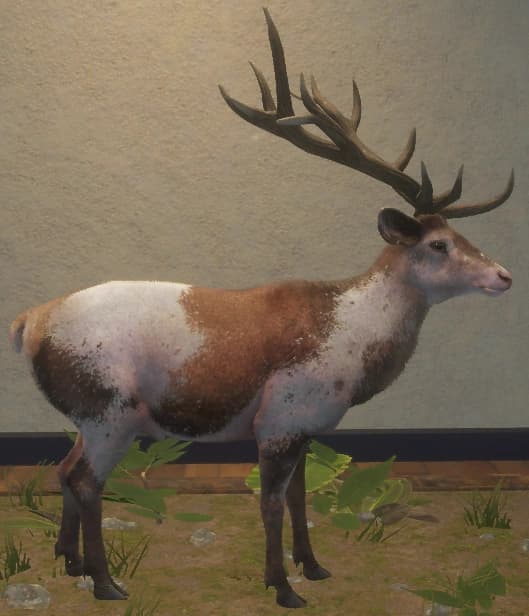 花斑变体 1 - 右侧（雄）