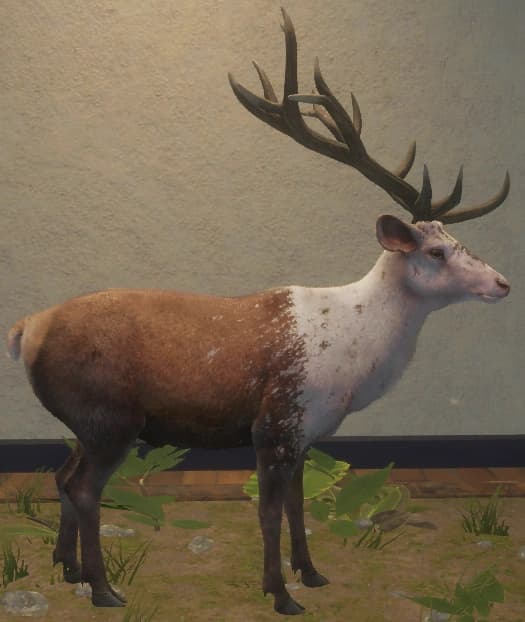 花斑变奏 2 - 右侧（雄）