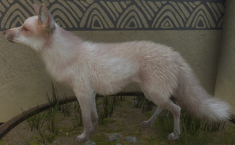 白化 - 左侧（雄）