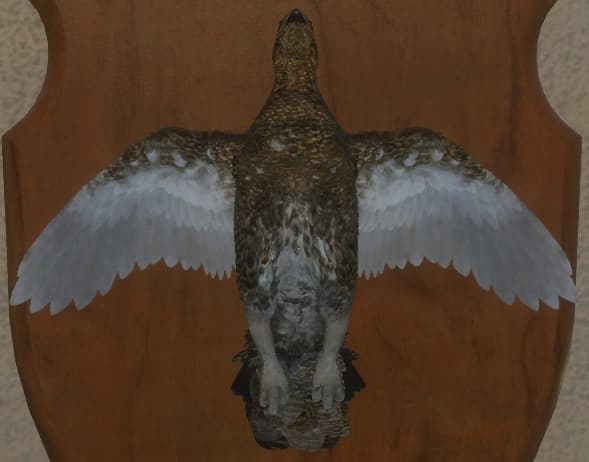 褐色 - 正面（雌）