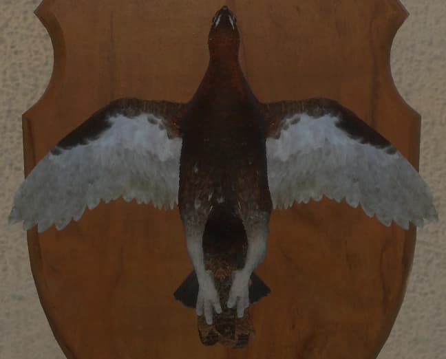 深红 - 正面（雄）