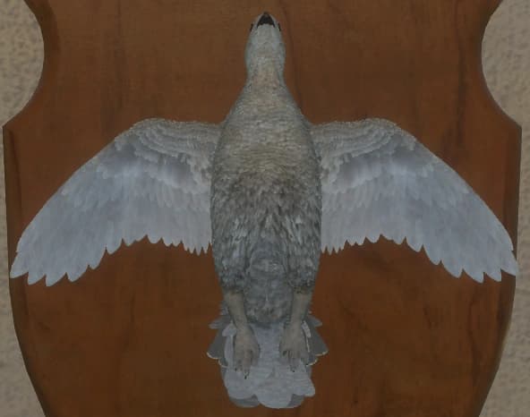 白色亚种 - 正面（雌）