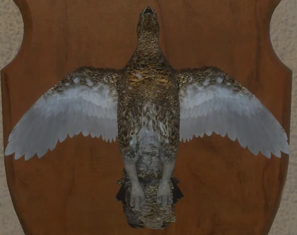 浅褐色 - 正面（雌）