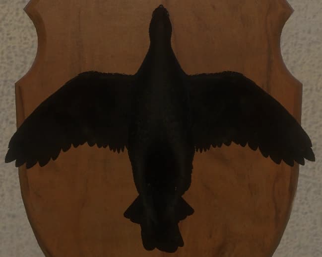 黑化 - 正面（雄）