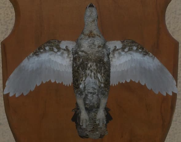 带花斑 - 正面（雌）