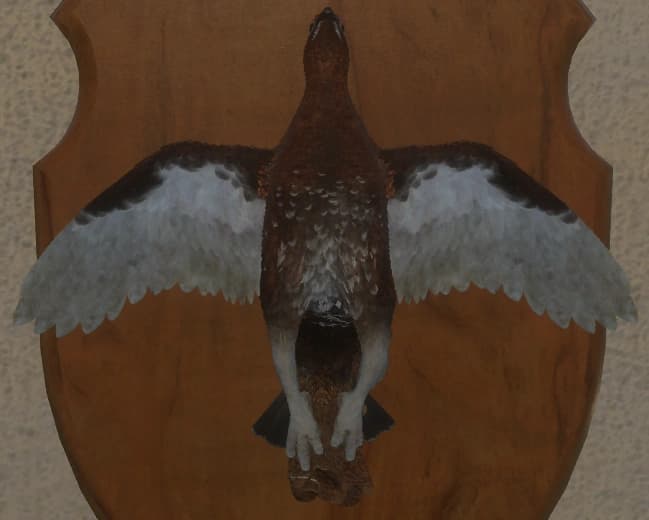 红色 - 正面（雄）