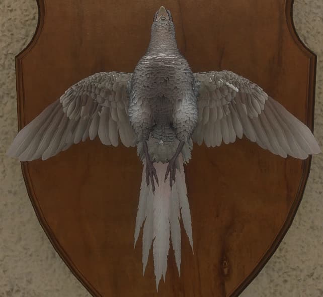 白化 - 正面（雌）