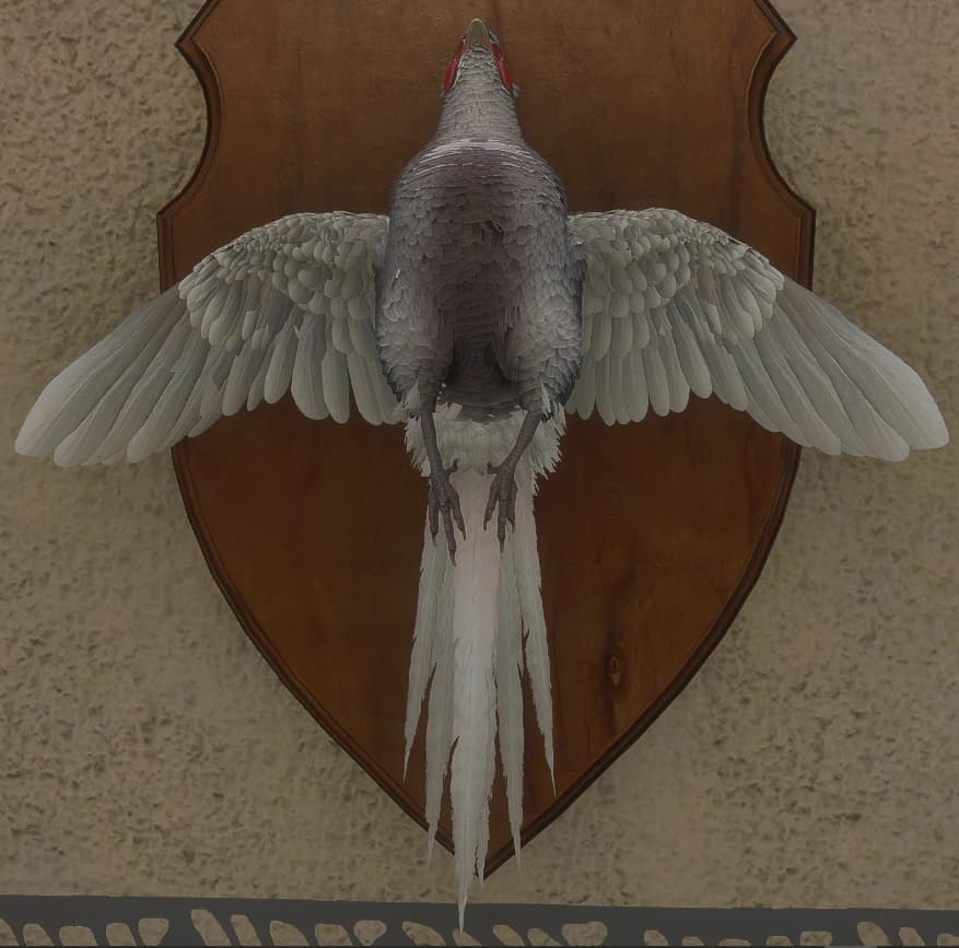 白化 - 正面（雄）