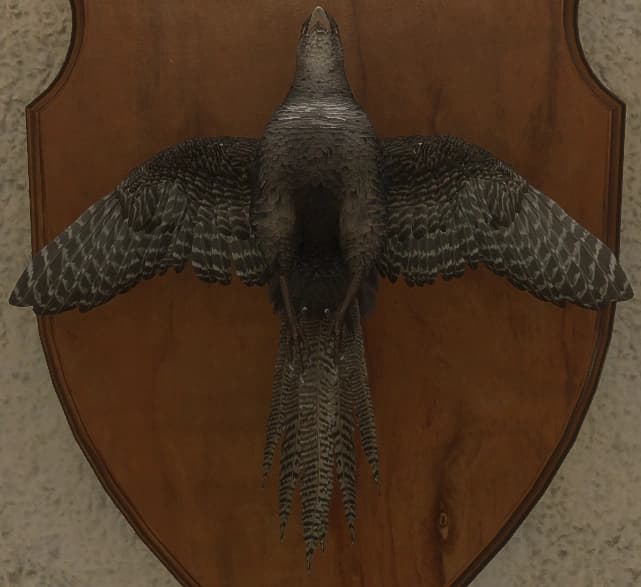 褐色 - 正面（雌）