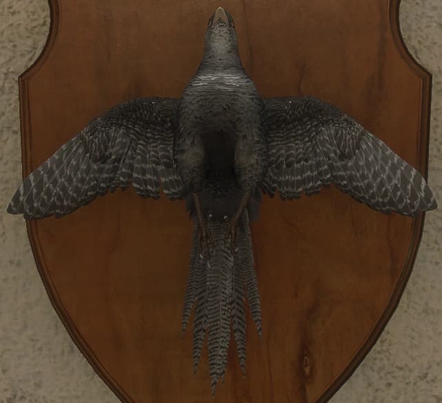 灰色 - 正面（雌）