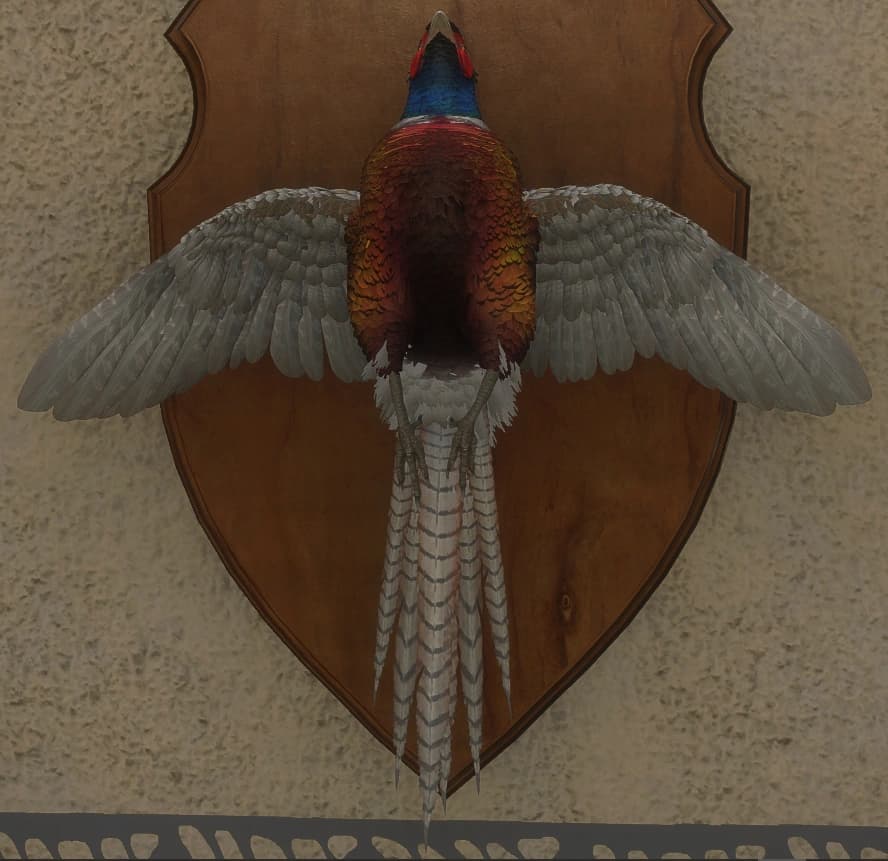 灰色 - 正面（雄）