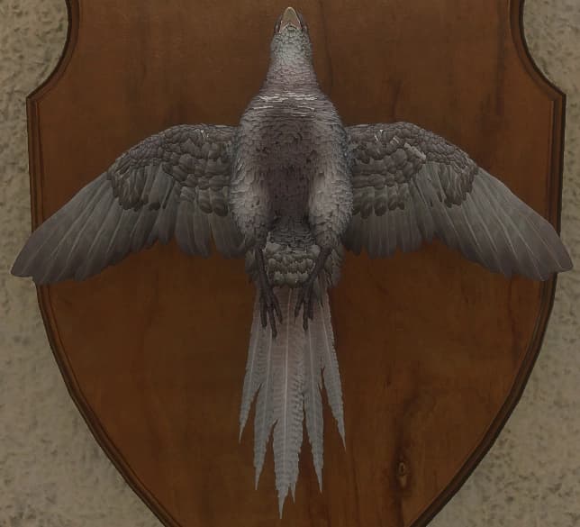 白色亚种 - 正面（雌）