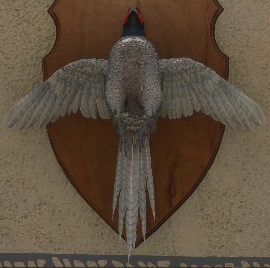 白色亚种 - 正面（雄）