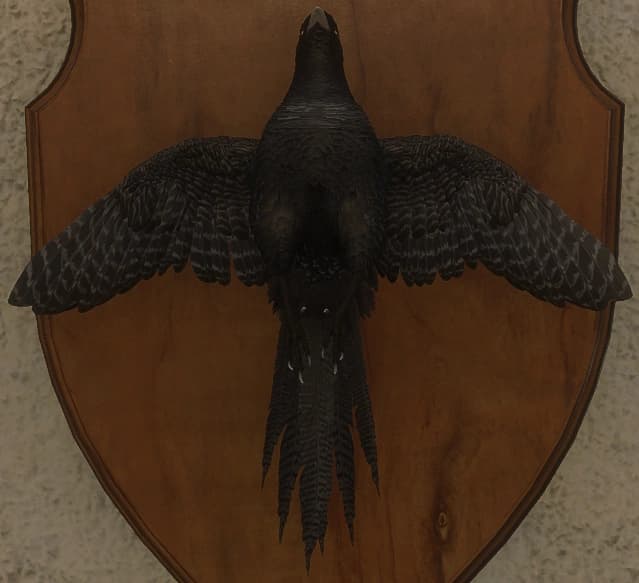 黑化 - 正面（雌）