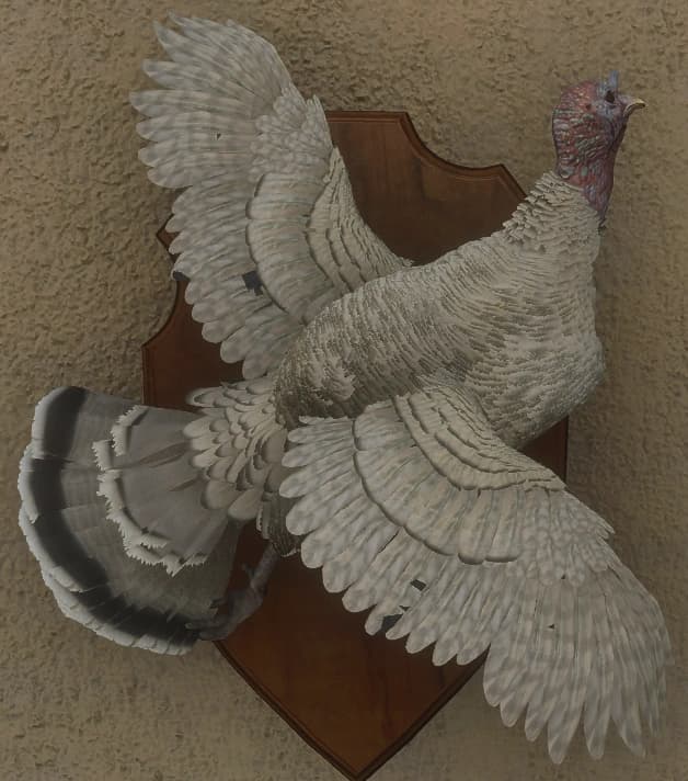 白色亚种 - 雌性